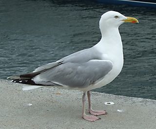 Seagull