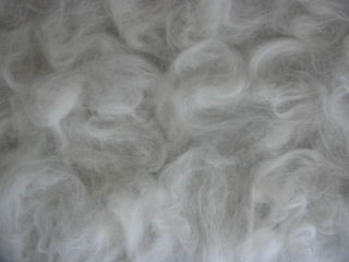 Merino Laid Out