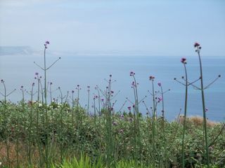 Flowers at the Seaside