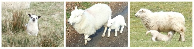 Lambs_Elan_Valley_Wales
