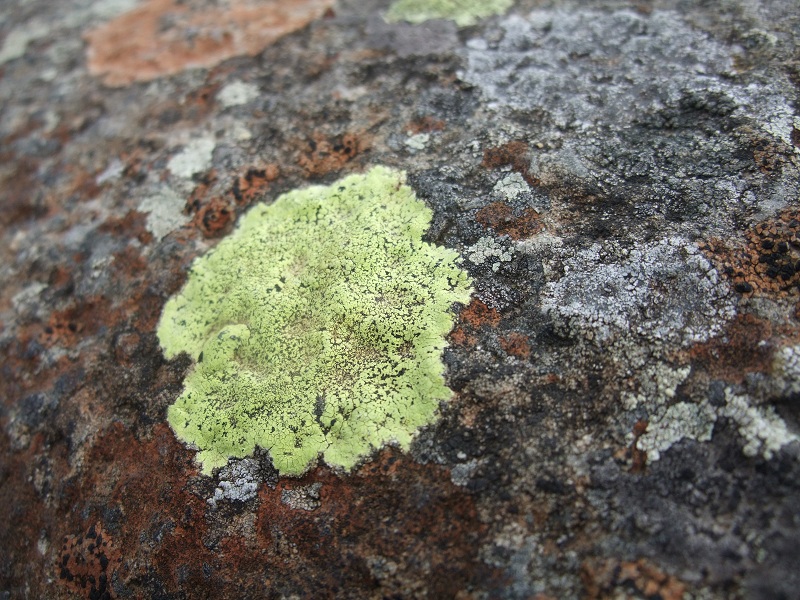 Lichen_On_Bridge