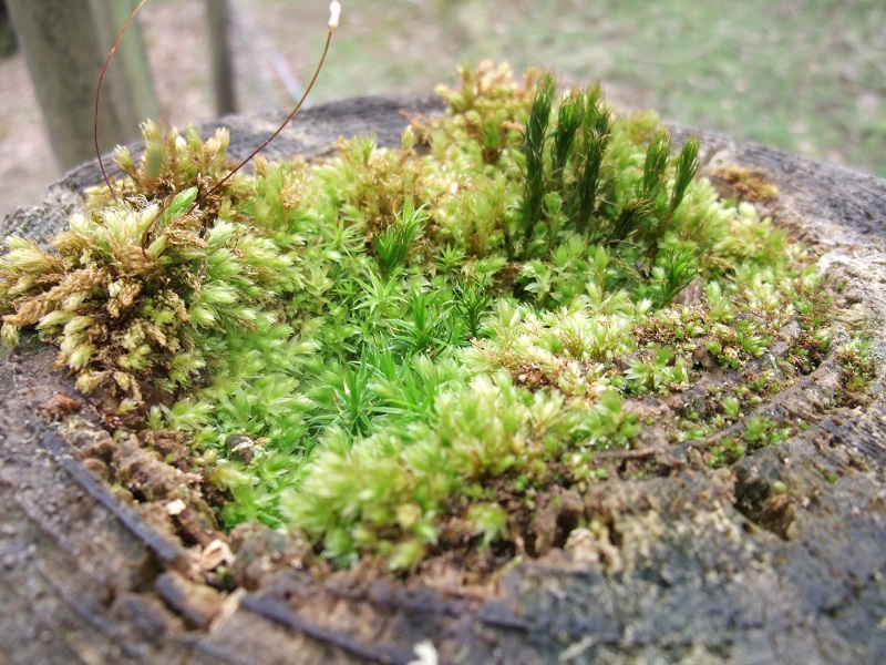 Mini_Forest_On_Post