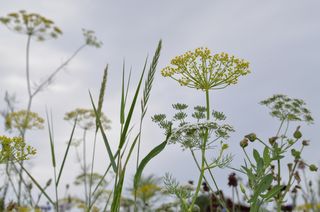 Christchurch_Meadow_2