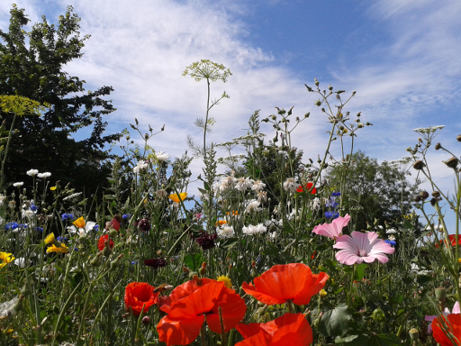 Christchurch_Meadow