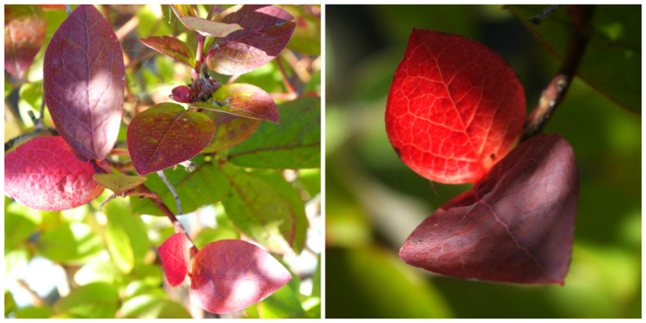 Blueberry leaves in the autumn