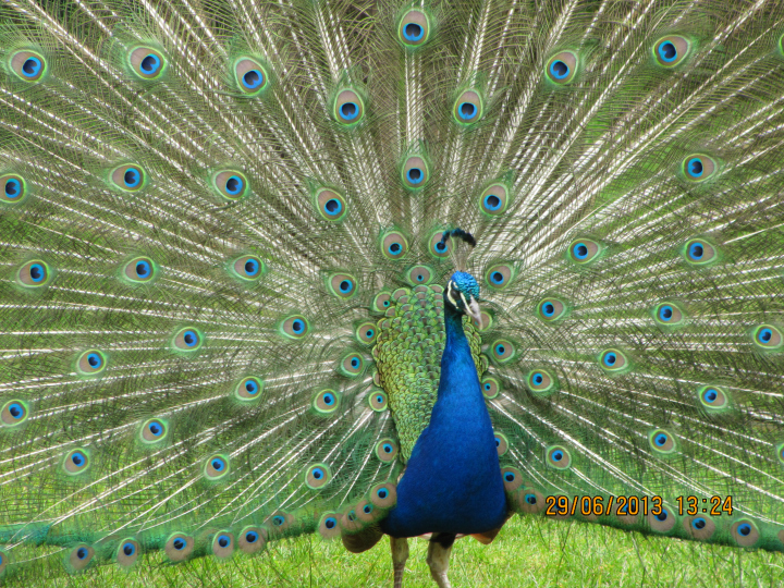 Dad's peacock - small image