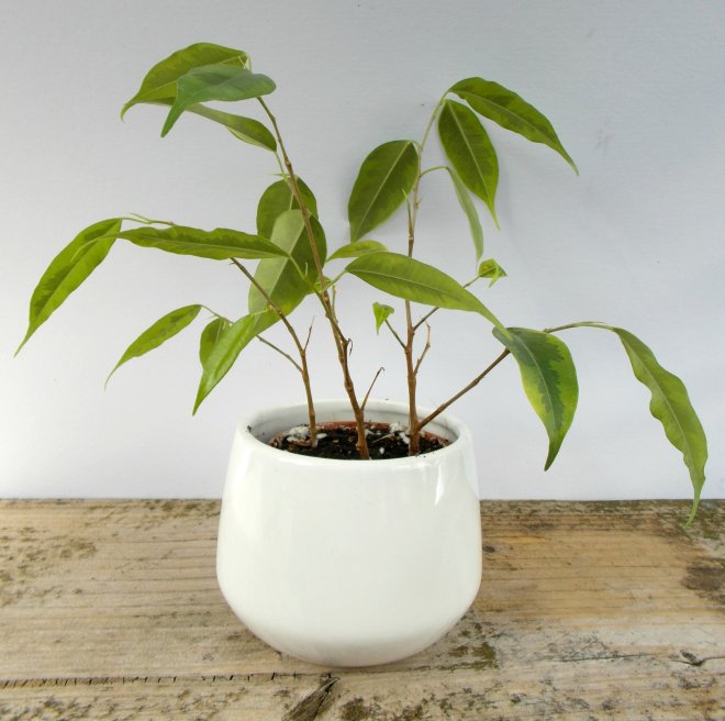Plant in White Pot - small image