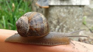 Speedy_The_Snail