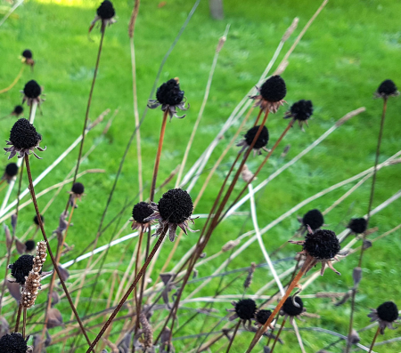 Rudbekias_Seed