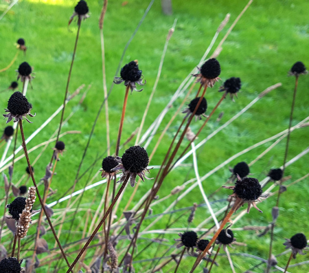 Rudbekias_Seed