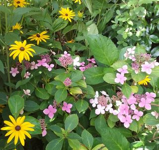 Garden photo rudbeckia and lace cap hydrangea - small image