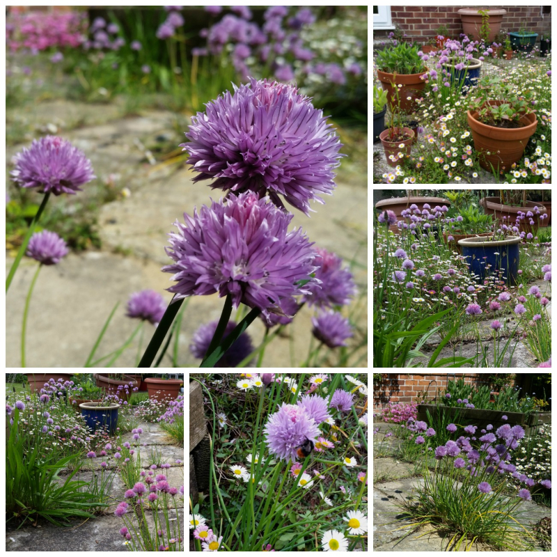 Bees_Chives_Daisies_Collage