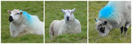 Bude_Sheep