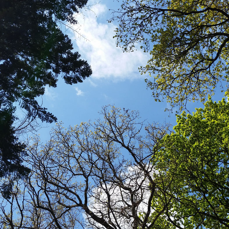 Looking_Up_At_Trees