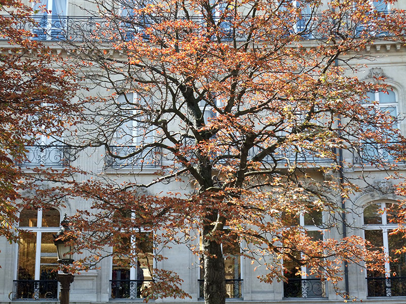 Paris_Trees_Buildings