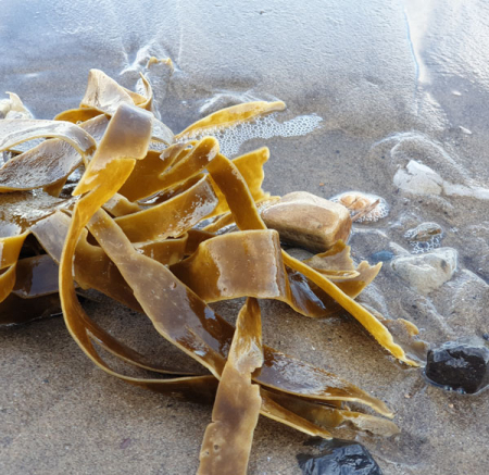 Mustard seaweed Mustard seaweed