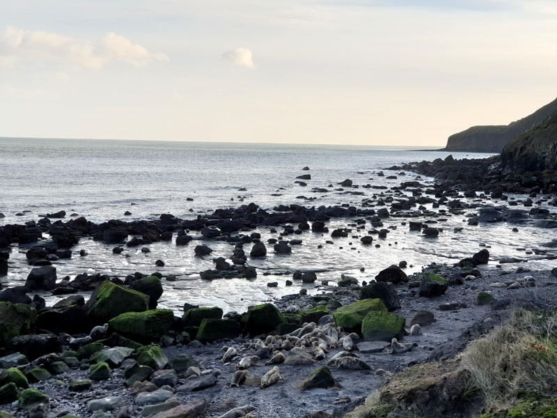 Seals_At_Ravenscar