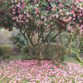 Flowers falling from tree