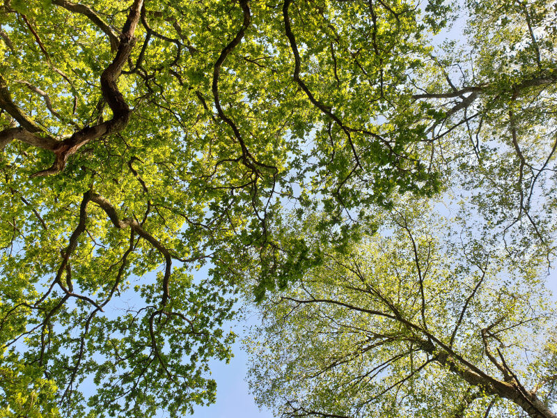 Tree Canopy Photo