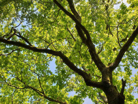 Tree Canopy On Sunny Day 1