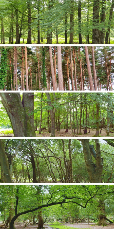 Tree inspiration photo collage