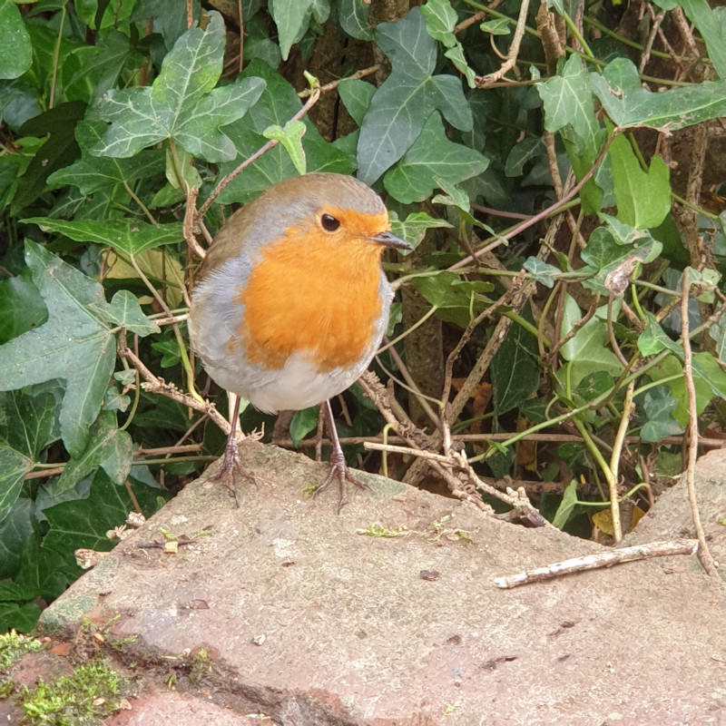 Garden Robin