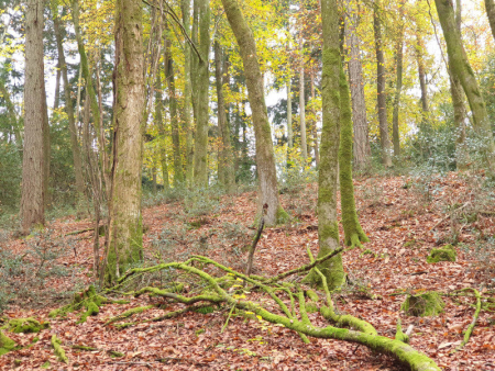 Photo-Taken-In-Autumn-Woodland